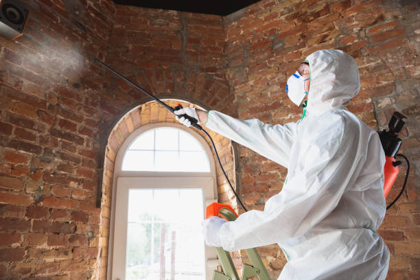 Best Environmental Consulting for Mold Prevention in USA